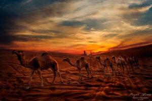 Love Moment in the Dubai desert Pasquale Minniti